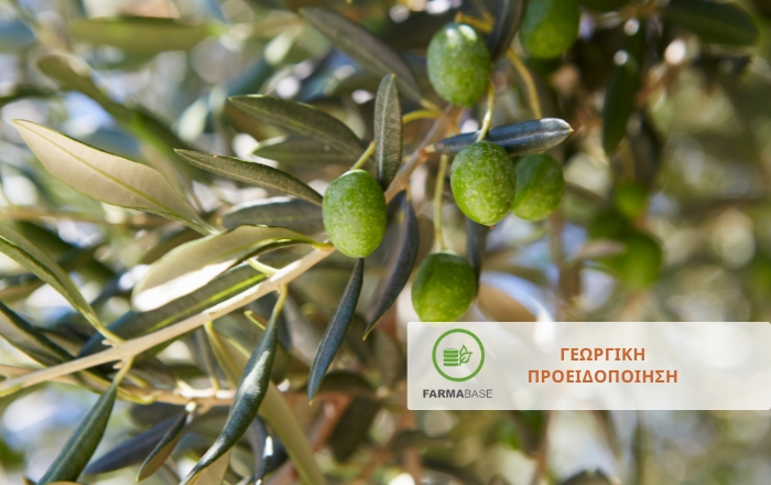 Φυτοπροστασία της Ελιάς στις Πρώιμες Περιοχές: Στρατηγικές Μετά την Καρπόδεση