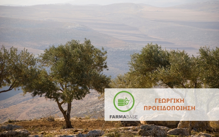 Οδηγίες Χειρισμού Ελαιόδεντρων με ζημιές από φωτιά