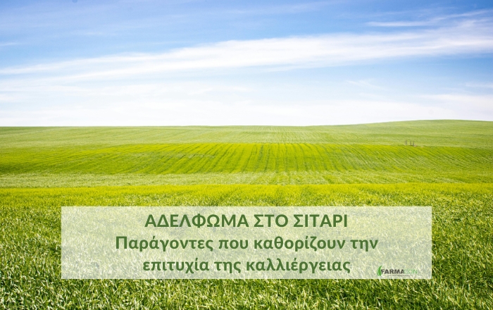 Αδέλφωμα στο σιτάρι: παράγοντες που καθορίζουν την επιτυχία της καλλιέργειας