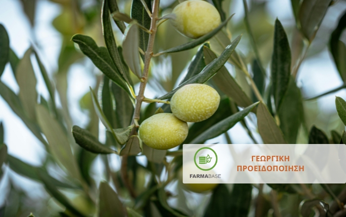 Φυτοπροστασία στην Ελιά: Προσοχή σε Μαργαρόνια και Κηκιδόμυγα Βλαστών στα Νεαρά Δέντρα