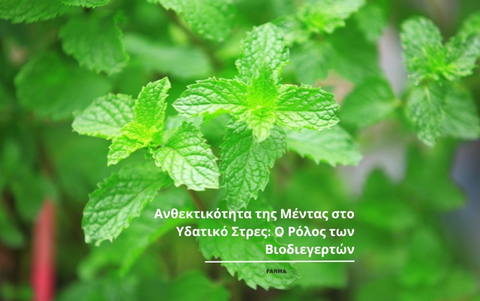 Ανθεκτικότητα της Μέντας στο Υδατικό Στρες: Ο Ρόλος των Βιοδιεγερτών