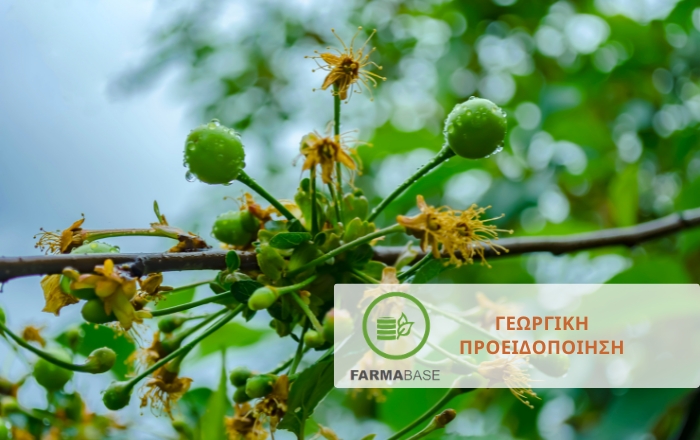 Πυρηνόκαρπα: Πώς οι καιρικές μεταβολές της άνοιξης ενίσχυσαν τους εχθρούς