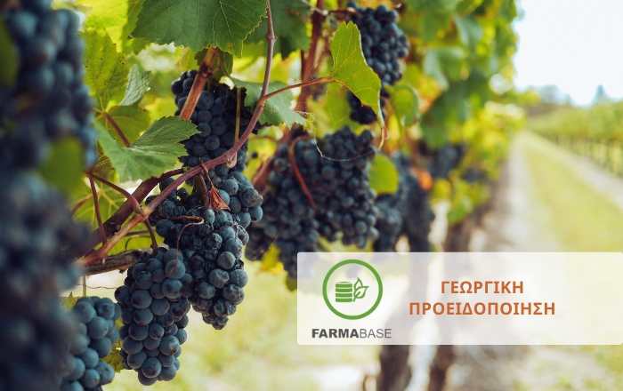 Φυτοπροστασία στο Αμπέλι: Προετοιμασία πριν τη Συγκομιδή