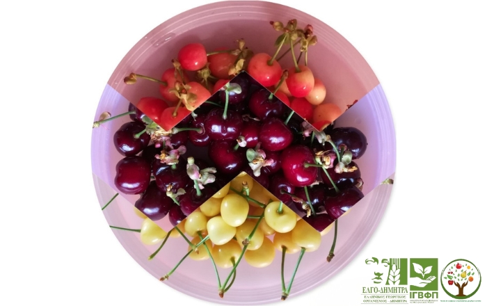 Γενετικές συστάδες ποικιλιών κερασιάς