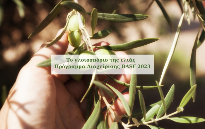 Το γλοιοσπόριο της ελιάς - Πρόγραμμα Διαχείρισης BASF 2023