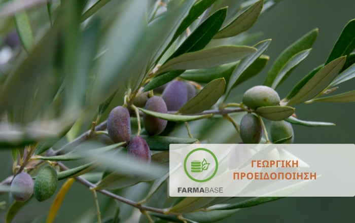 Φυτοπροστασία στην Ελιά μετά τις φθινοπωρινές βροχοπτώσεις