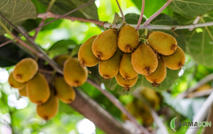 Οι ποικιλίες του Ακτινιδίου που κατακτούν τις αγορές