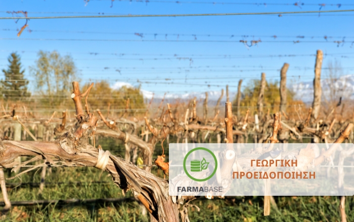 Αμπέλι: Στρατηγικές αντιμετώπισης των ασθενειών ξύλου κατά τη χειμερινή περίοδο